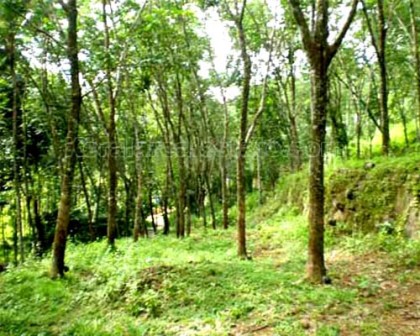 Hotel listing, hotel booking Kerala Konni