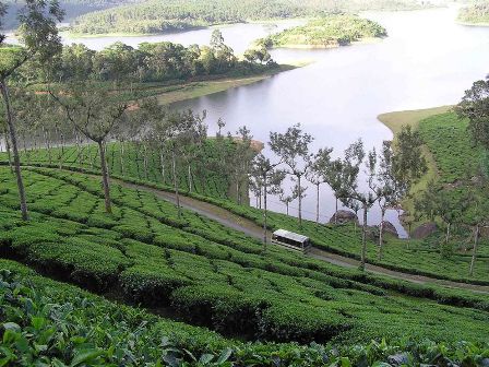 Hotel listing, hotel booking Kerala Munnar