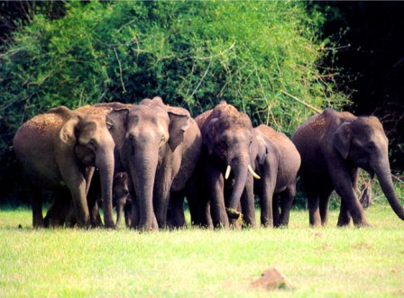 Hotel listing, hotel booking Kerala Thekkady