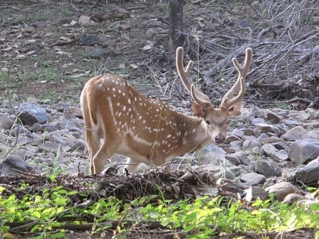 Hotel listing, hotel booking Rajasthan Madhopur