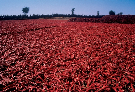 Hotel listing, hotel booking Rajasthan Nagaur