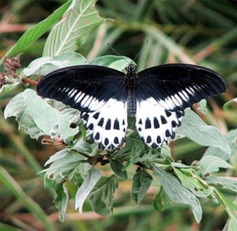 Hotel listing, hotel booking Karnataka Bannerghatta