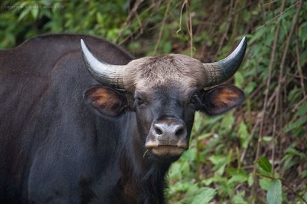 Hotel listing, hotel booking Arunachal Pradesh Roing