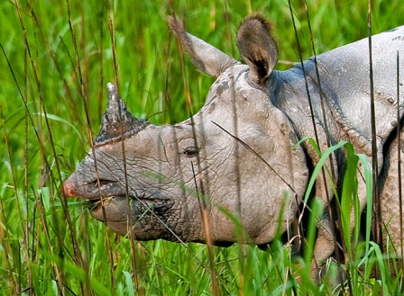 Hotel listing, hotel booking Assam Kaziranga