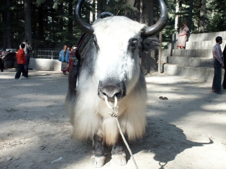 Hotel listing, hotel booking Himachal Pradesh Manali