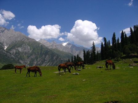 Hotel listing, hotel booking Jammu and Kashmir Sonmarg