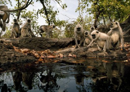 Hotel listing, hotel booking Madhya Pradesh Bandhavgarh