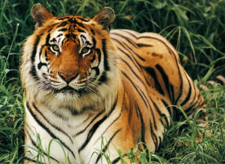 Hotel listing, hotel booking Uttarakhand Corbett
