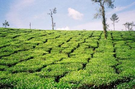 Hotel listing, hotel booking Kerala Kalpetta
