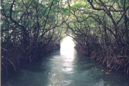Hotel listing, hotel booking Andaman and Nicobar Islands Baratang Island