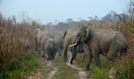 Hotel listing, hotel booking Assam Manas