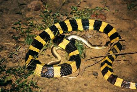 Hotel listing, hotel booking Chattisgarh Achanakmar