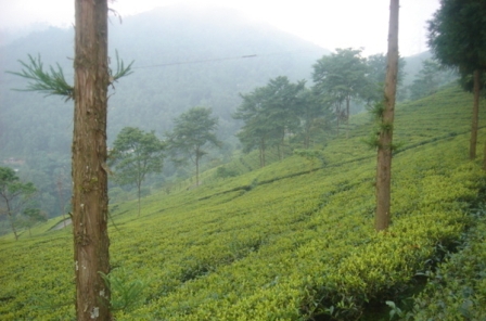 Hotel listing, hotel booking West Bengal Mirik