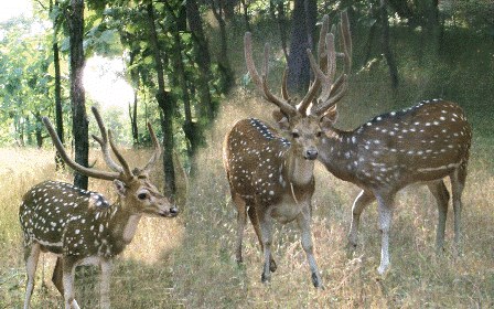 Explore Hotels in Dadra and Nagar Haveli