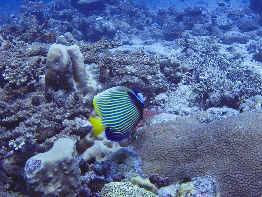 Explore Hotels in Andaman and Nicobar Islands