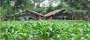 Karnataka,Nagarhole,book Jungle Inn Resort