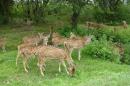 Explore Hotels & Hotel Booking in Bandipur