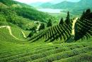 Explore Hotels & Hotel Booking in Darjeeling