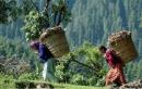 Explore Hotels & Hotel Booking in Champawat